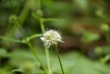 Dipsacus pilosus