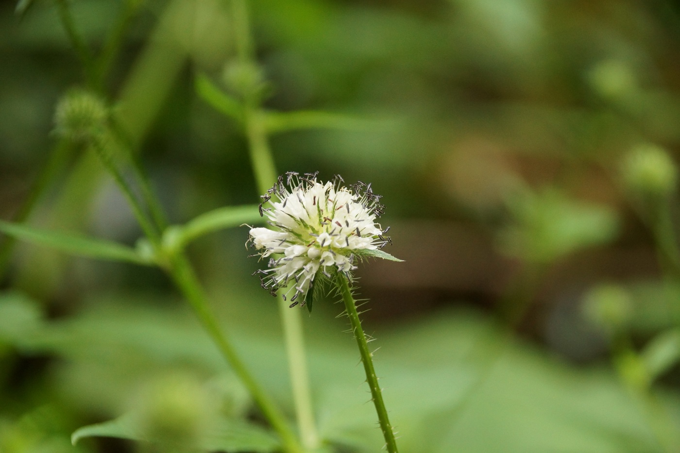 Image of Dipsacus pilosus specimen.