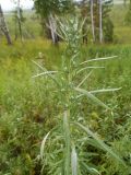 Artemisia umbrosa