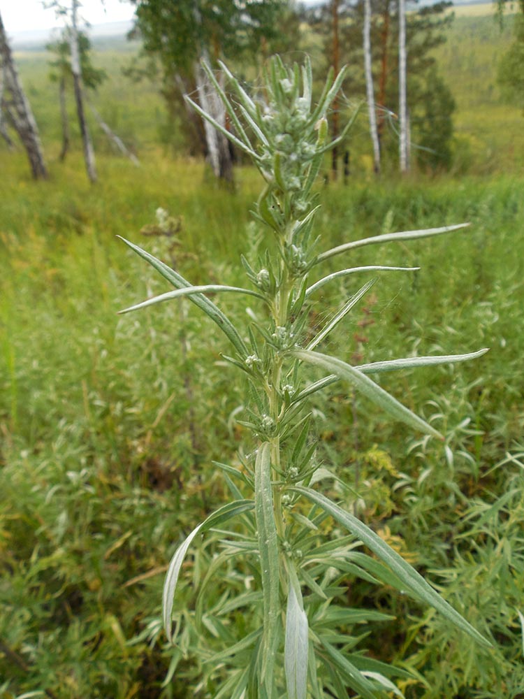 Изображение особи Artemisia umbrosa.