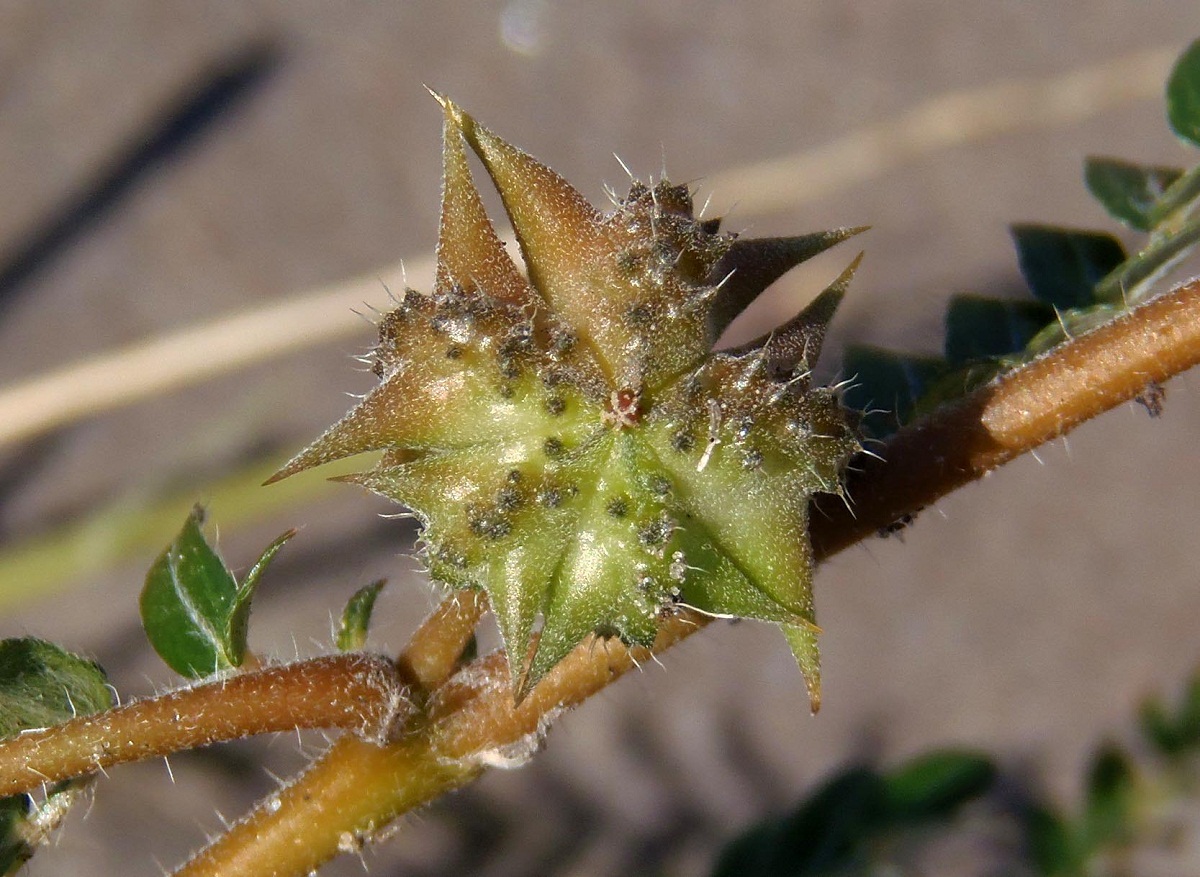 Изображение особи Tribulus terrestris.