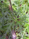 Aconitum barbatum