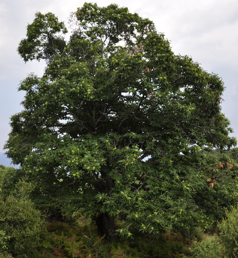 Image of Castanea sativa specimen.