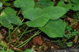 Saussurea petiolata. Прикорневой лист. Приморский край, Партизанский р-н, окр. пос. Врангель, дачи \"Заповедное\", дубовый лес с липой амурской и берёзой даурской на северном склоне. 18.09.2014.