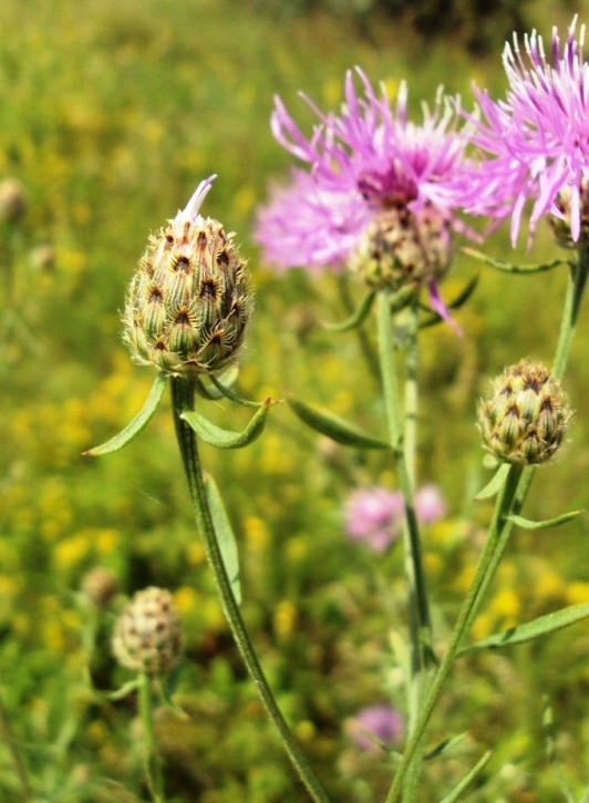 Image of Centaurea stoebe specimen.