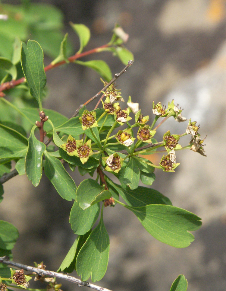 Изображение особи Spiraea hypericifolia.