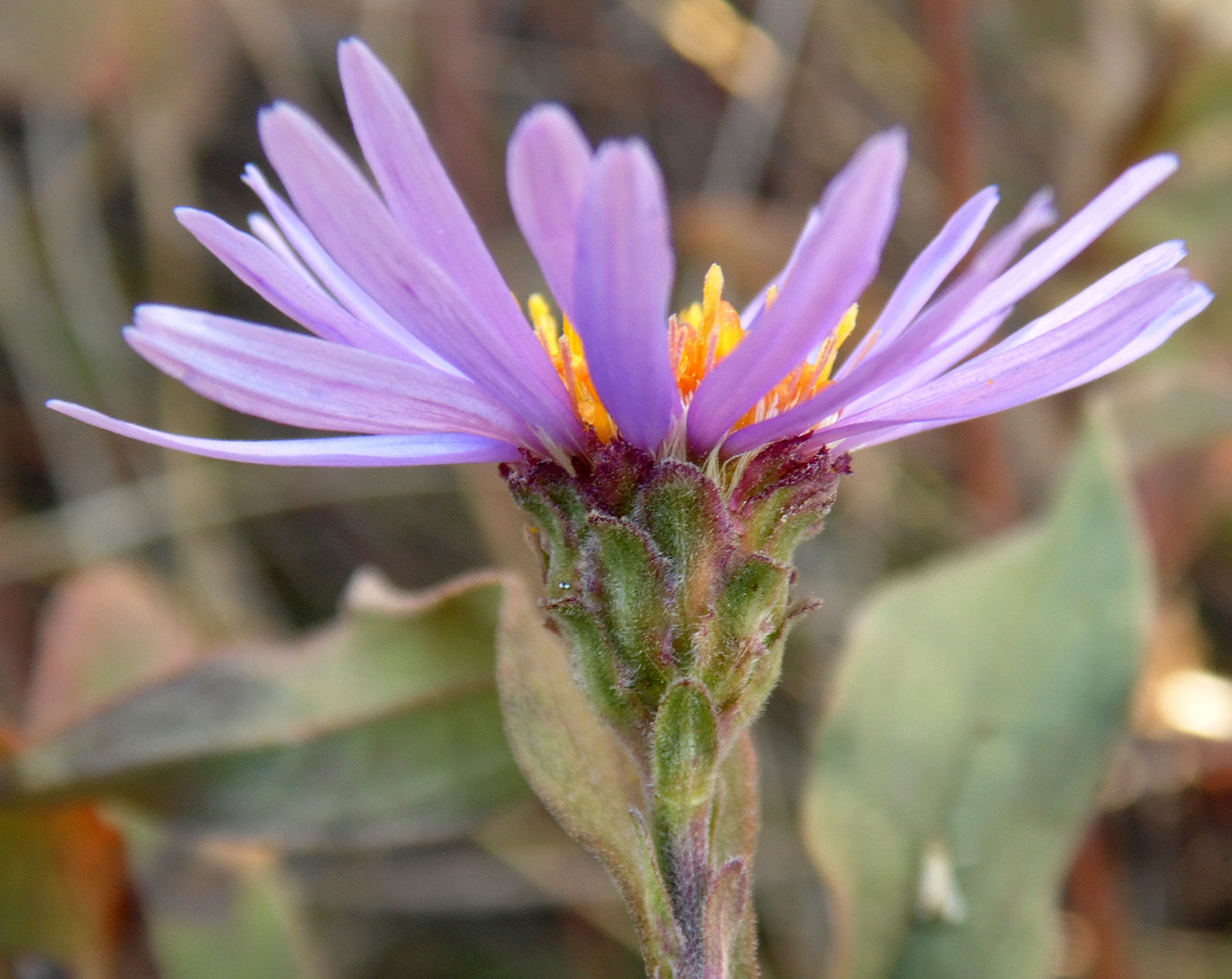 Image of Aster amellus specimen.