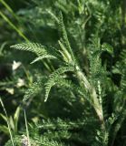 Achillea millefolium. Верхушка побега. Московская обл., Раменский р-н, окр. ж.-д. платформы Хрипань, просека под ЛЭП. 19.05.2014.