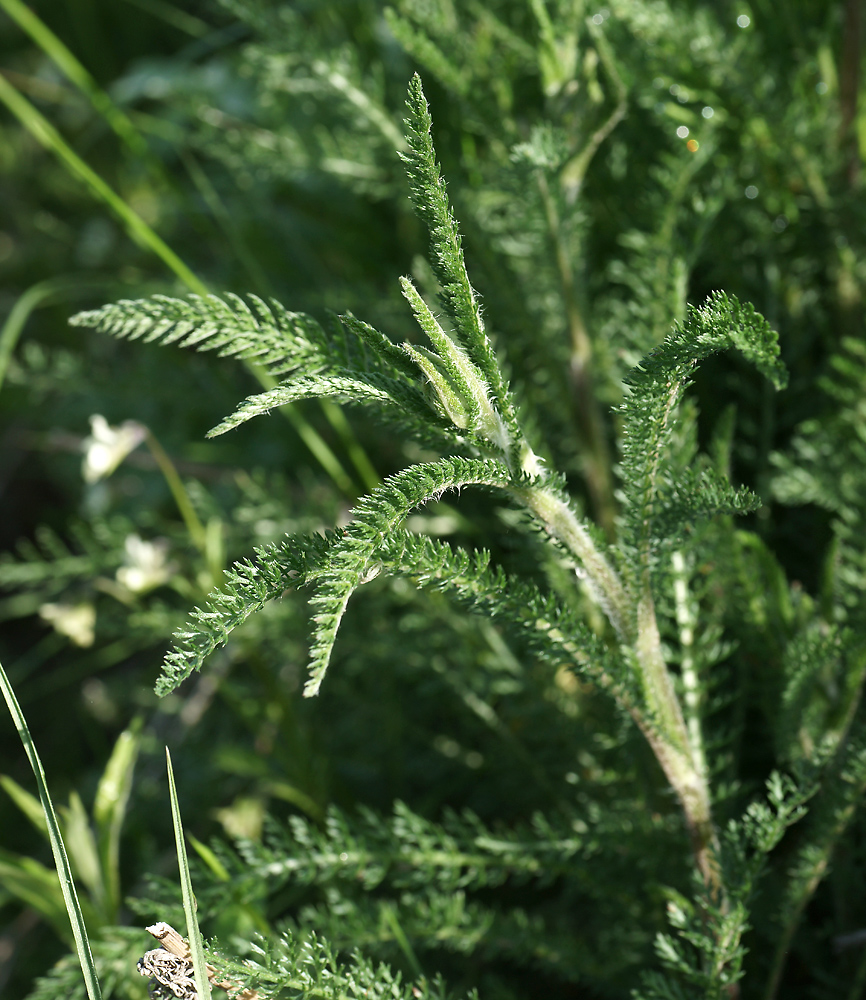 Image of Achillea millefolium specimen.
