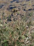 Atriplex prostrata