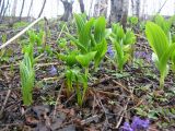 Veratrum oxysepalum