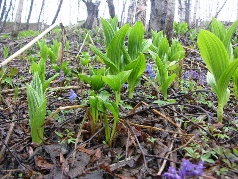 Изображение особи Veratrum oxysepalum.