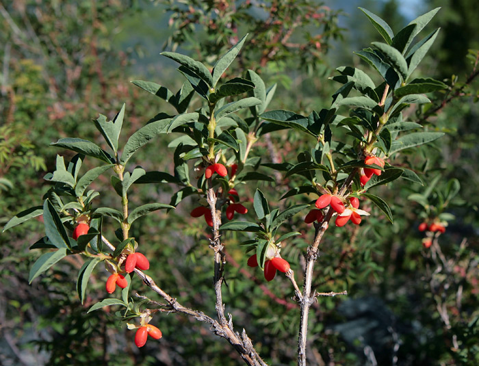 Image of Lonicera hispida specimen.