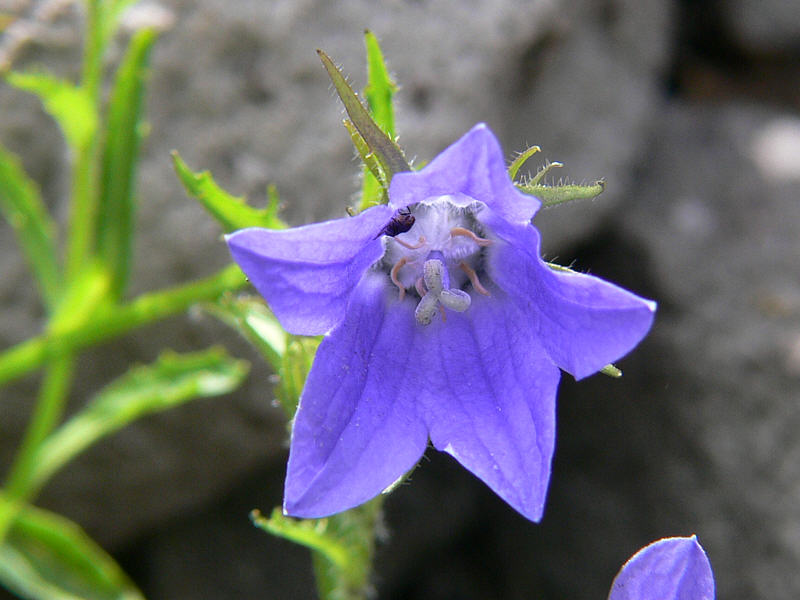 Image of Campanula lasiocarpa specimen.