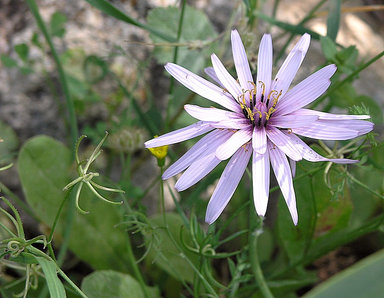 Image of Scorzonera papposa specimen.