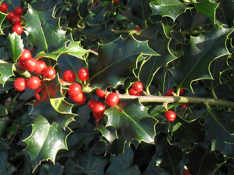 Image of Ilex aquifolium specimen.