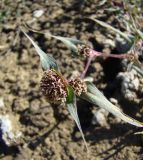 Crypsis aculeata. Верхушка побега с соцветиями. Краснодарский край, Кущёвский р-н, хут. Гослесопитомник, берег пруда. 29.09.2009.