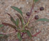 Scrophularia incisa. Верхушка побега с плодами. Бурятия, перешеек п-ова Святой нос, побережье Баргузинского залива. 23.07.2009.