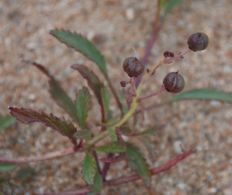 Изображение особи Scrophularia incisa.