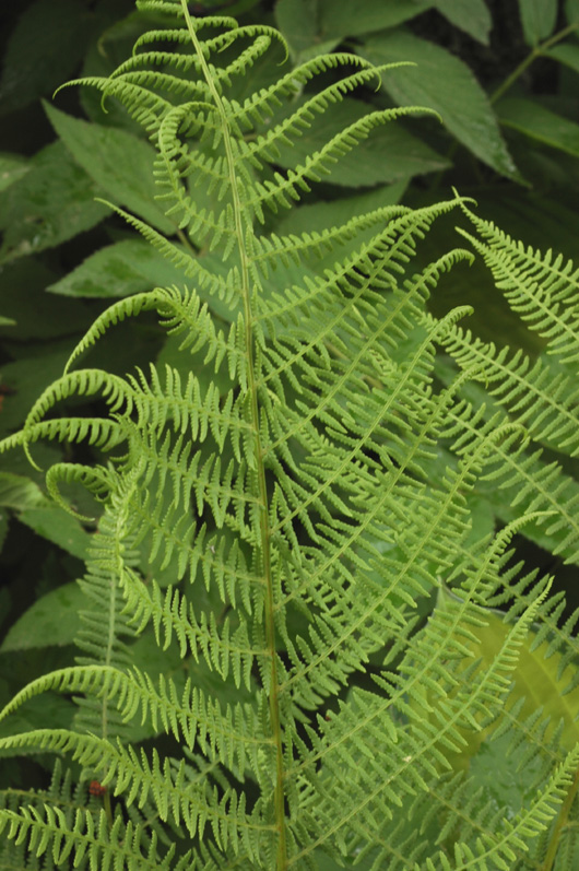 Image of Athyrium filix-femina specimen.