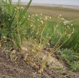 Holosteum umbellatum. Плодоносящие растения. Краснодарский край, м/о Анапа, окр. станицы Благовещенская, Витязевский лиман, песчано-глиняный холм. 26.04.2015.