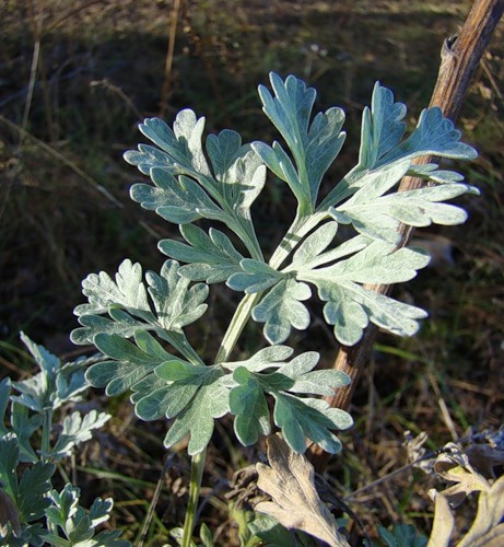 Image of Artemisia absinthium specimen.