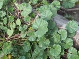 Malva neglecta
