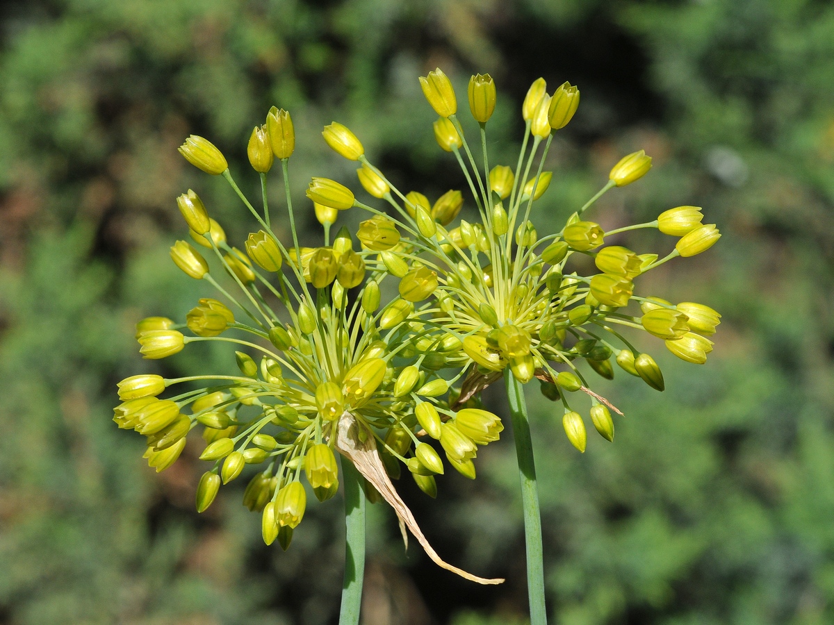Изображение особи Allium chloranthum.