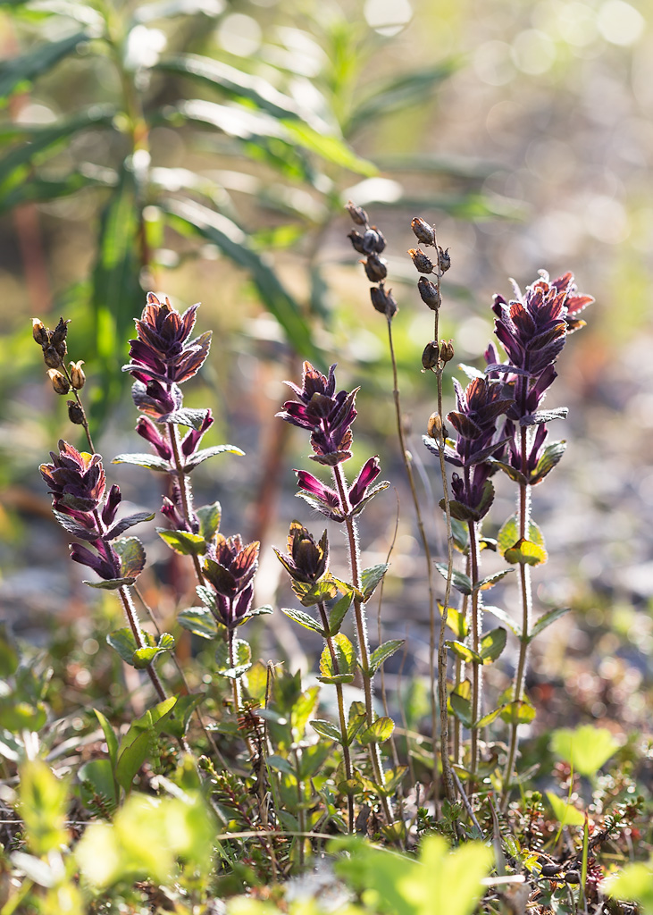 Image of Bartsia alpina specimen.