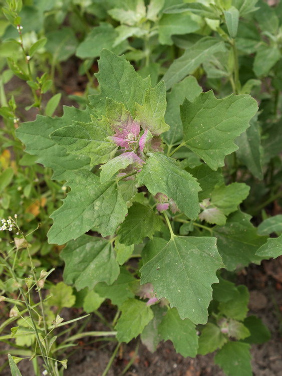 Изображение особи Chenopodium album.