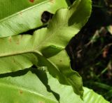 Phyllitis scolopendrium. Раздвоенная верхушка вайи (вид снизу). Краснодарский край, Сочи, окр. Хосты, Тисо-Самшитовая роща. 14.07.2015.