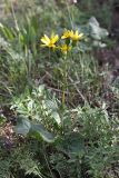 Ligularia karataviensis