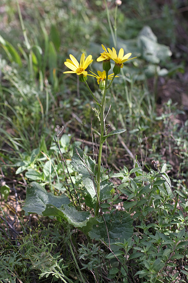 Изображение особи Ligularia karataviensis.