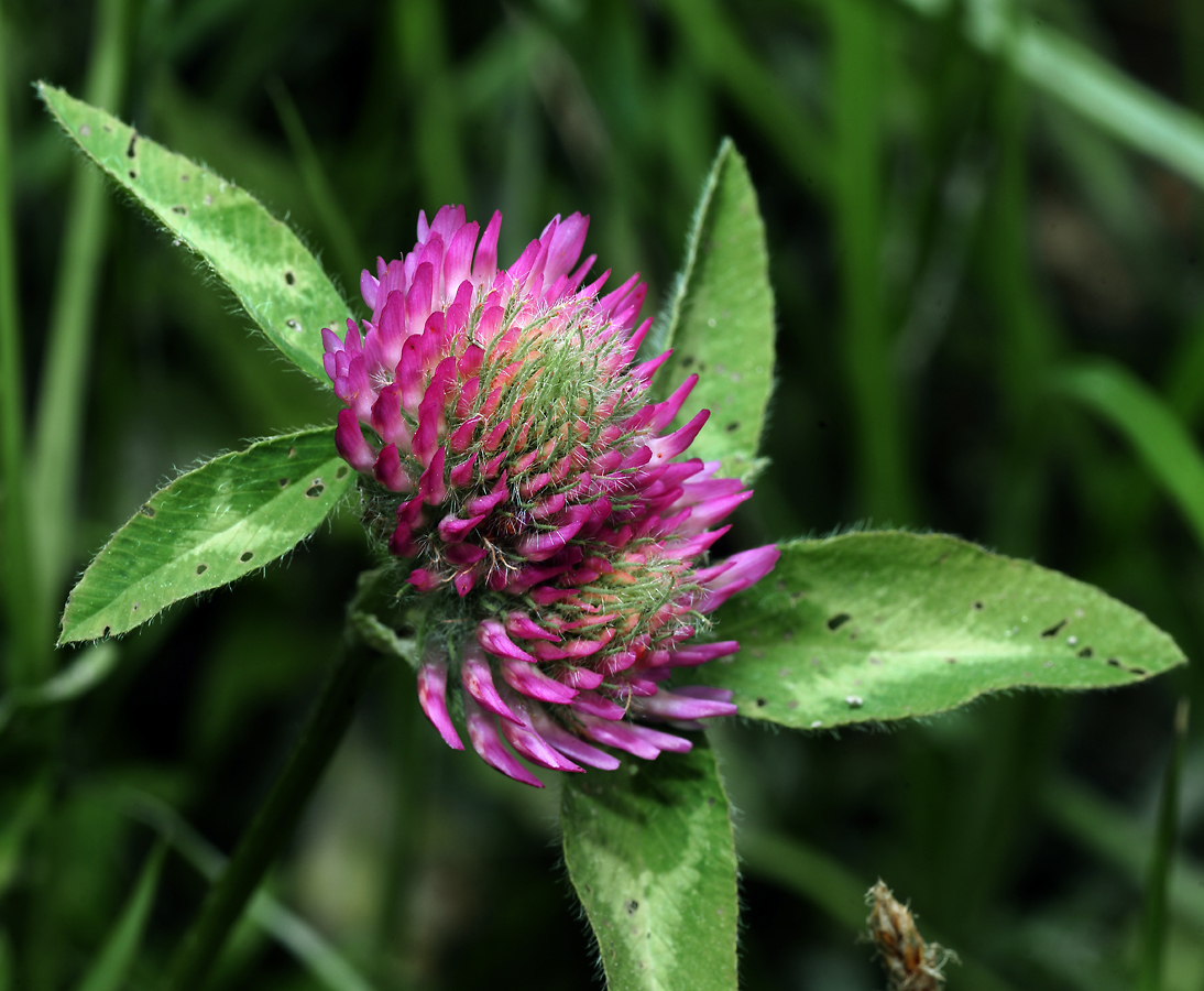 Изображение особи Trifolium pratense.