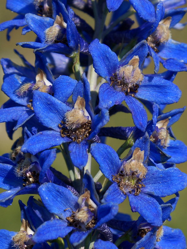 Image of Delphinium dictyocarpum specimen.