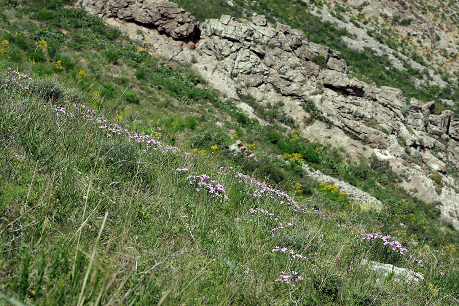 Image of Linum olgae specimen.