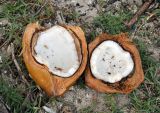 Cocos nucifera. Зрелый плод в разрезе. Андаманские острова, остров Лонг, песчаный пляж. 07.01.2015.