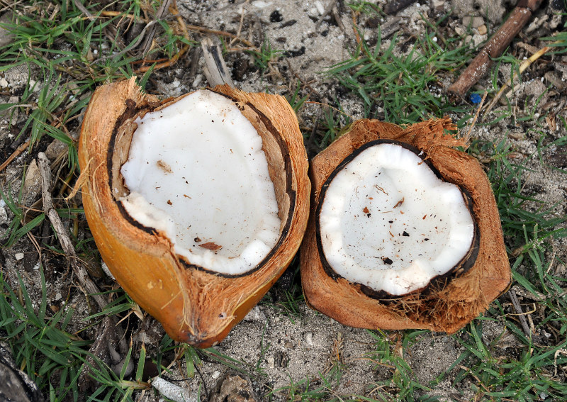 Image of Cocos nucifera specimen.