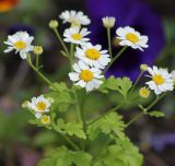 Pyrethrum parthenium. Верхушка цветущего растения. Коми, г. Сыктывкар, городской парк, в культуре. 04.07.2014.