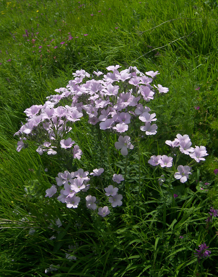 Image of Linum hypericifolium specimen.