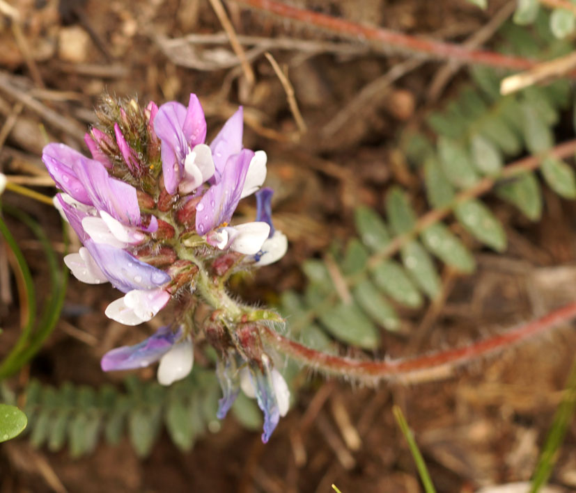 Изображение особи Oxytropis ferganensis.
