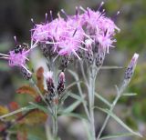 Saussurea salicifolia. Верхушка цветущего растения. Алтайский край, Солонешенский р-н, долина р. Ануй. 28.08.2009.