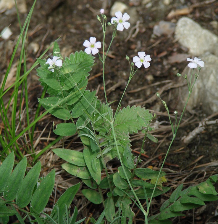 Image of Gypsophila patrinii specimen.