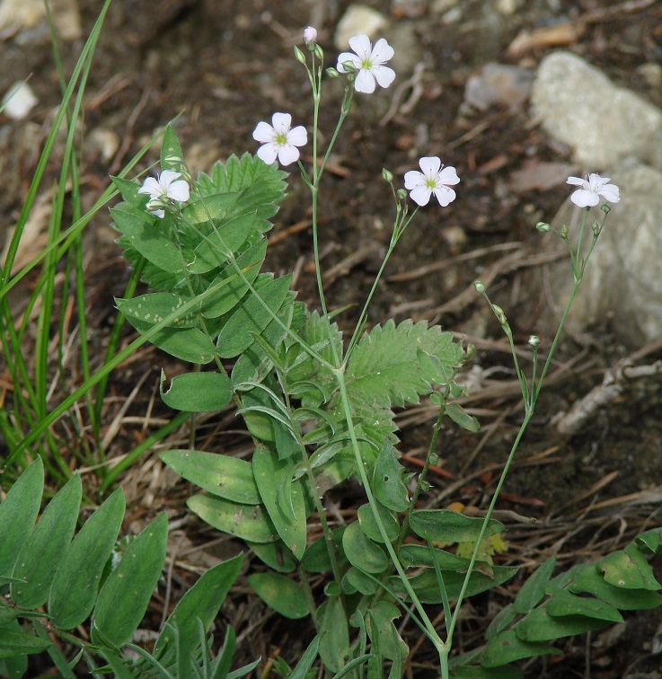 Изображение особи Gypsophila patrinii.