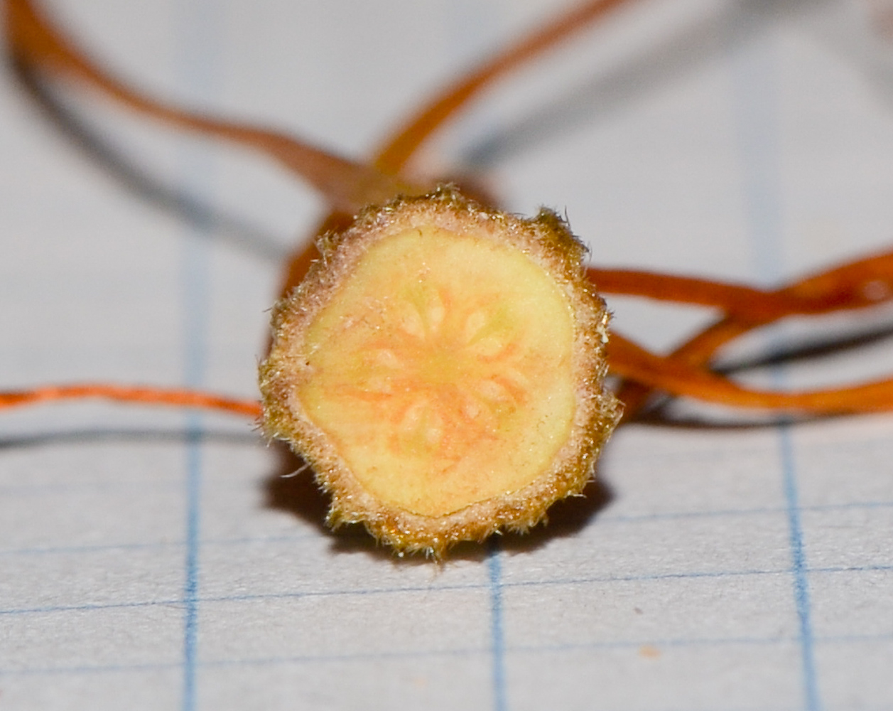 Image of Pterospermum acerifolium specimen.