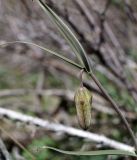 Fritillaria walujewii