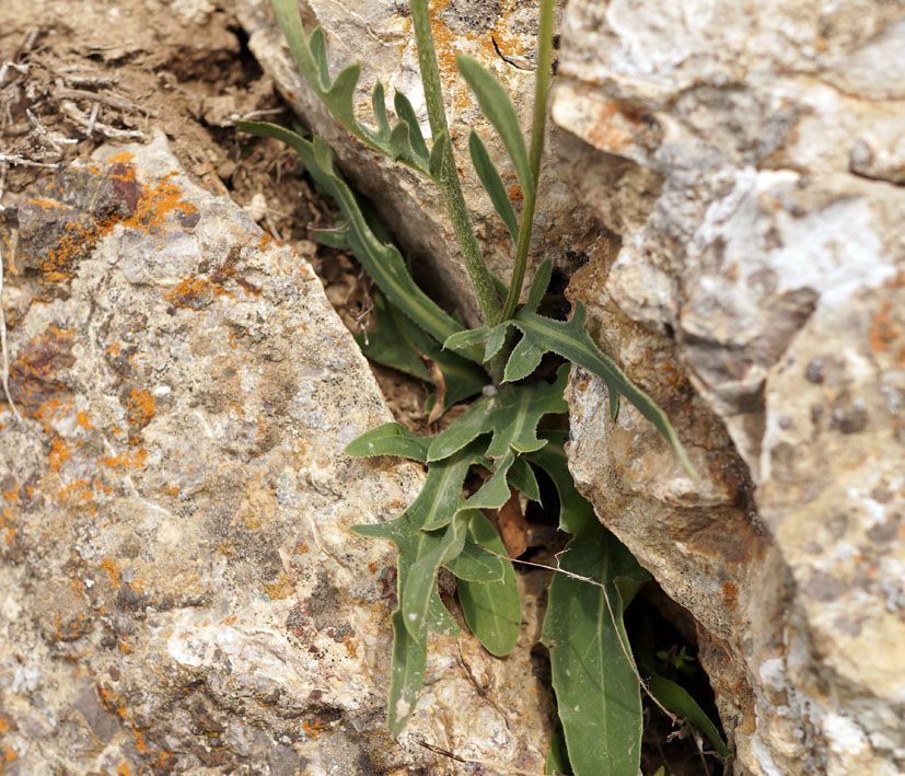 Image of Klasea marginata specimen.