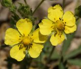 Potentilla