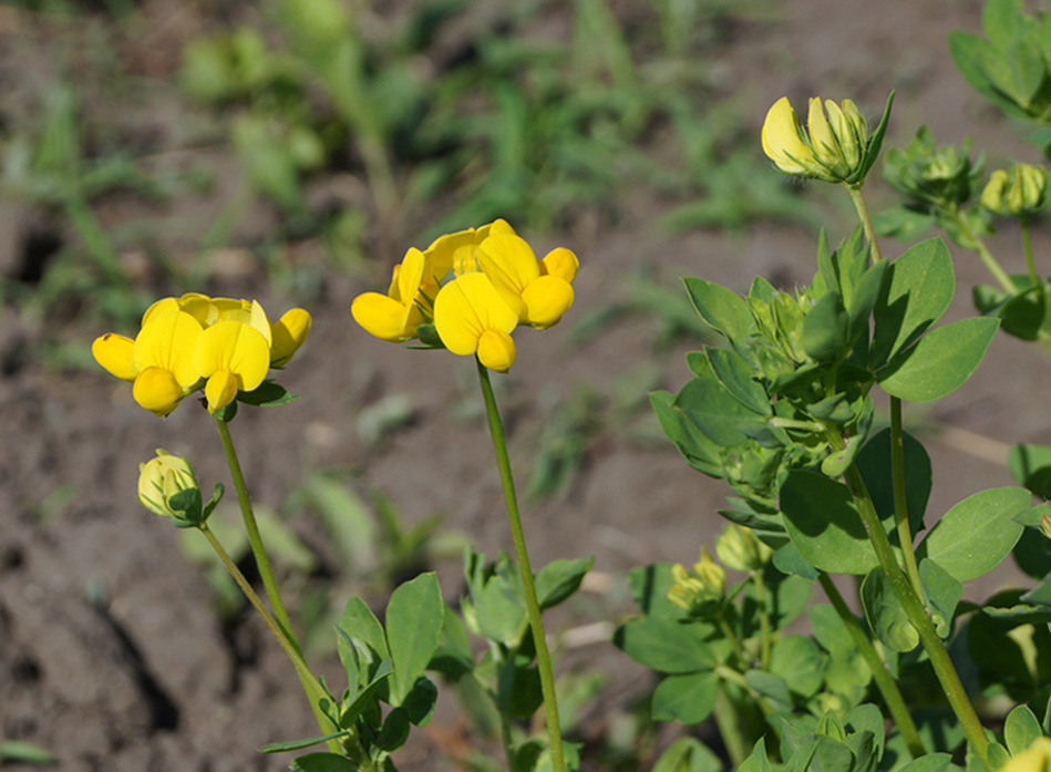 Изображение особи Lotus corniculatus.