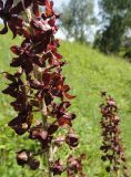 Veratrum nigrum